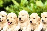 Five golden retriever puppies sitting together