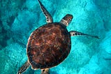 A turtle, seen from above, swimming in turquoise waters, above the rocky sea floor.
