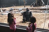 Before the humans started to speak…