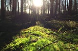 Sunlight shining into a mossy glade.