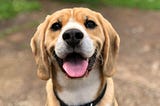 5 “Praises” That Will Make Your Dog Happy