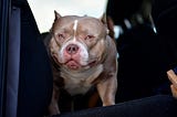 REST IN PEACE TO AN AMERICAN BULLY LEGEND — LOUIS V LINE’S VENOM OF VENOMLINE