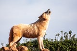 The Wolf