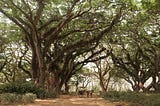 Mystical Oak