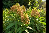 Milkweed-Plants-1