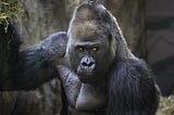 TOP10 FACTS ABOUT MOUNTAIN GORILLAS