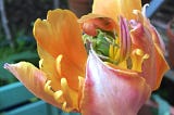 A faded orange tulip with a green chair and terracotta pots behind. Are you feeling faded and wilted? You might be struggling with toxic productivity, and need to improve your work life balance. Photo by Rowan Ambrose.