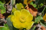 bright yellow flower appears almost shiny, attached to a cactus