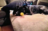 Dog and Tennis Ball