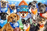 The Pure Joy of the Puppy Bowl