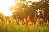 late summer sun over tall grasses and trees