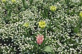 One pink tulip stands out among lots of pale green and white tulips. Your business could stand out like this, if you know how to improve your SEO. Photo by Rowan Ambrose, copywriter.