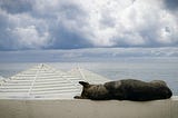 dog sleeping on the ledge by the beach