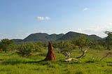 The Termite Mound