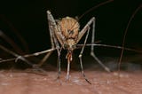 Genetically Modified Mosquitoes: Are we getting rid of dengue for ever?