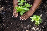 Does The Future of Climate Resilience Lie Beneath Our Feet?