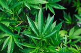 Assessing Marijuana Investments
