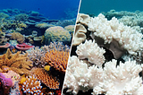 Acidic Waters: The Hidden Impact of Climate Change on our Oceans