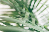 7 Basic Ways To Save Water In Your Garden