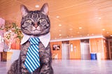 Cat wearing a tie, in an office.