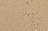 Footprints in the Sand: Lessons from the Master Jesus