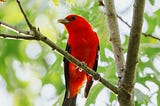 Scarlet Tanager