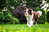 Dog‘s Dental Care: 4 Tips for Healthy Smile and Well-Being