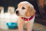 The pros and cons of feeding your dog raw