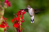 A hummingbird hovering near a red flower