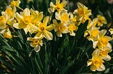 How the Daffodil Became the National Symbol of Wales