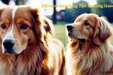 Effective Grooming Tips for Long Haired Dogs