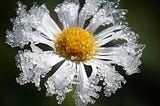 Beautiful white flower with bright yellow center and ice on every petal.