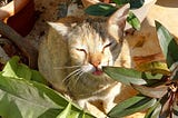 A friendly cat sitting amongst potted plants on a patio of the author’s neighbour. The cat is blepping with her eyes closed.
