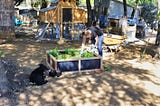 6 Incredible Benefits of Modular Raised Garden Beds for Backyard Farmers