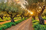 olives-1