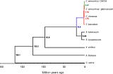 Evolution of Capsicum from Solanaceae
