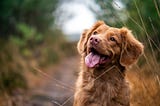 4 Things You Should Know Before Getting A Dog