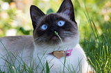 Cats & Seasonal Allergies: How to Spot and Treat Feline Allergies Through the Years