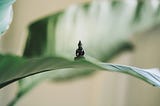 Small meditating Buddha on a leaf…