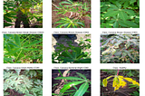 Detecting Cassava Leaf Disease, Part 1