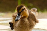 duck with one foot lifted, yellow and brown, fluffy