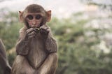 How to get your focus back with the #MonkeyFirst formula