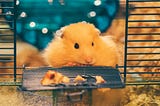 Back in the day, (when I was a hamster).