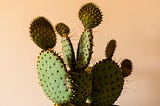 Spiky green cactus with five flat, round arms in front of a peach background.