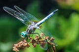 Delicate Dragonflies