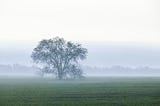 A lone tree in a green field surrounded by fog and mist