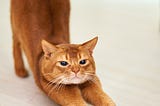 an annoyed-looking stretching orange cat