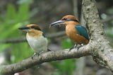 Extinct-In-The-Wild Bird Species Is Breeding On A New Island Home