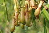 Pitcher Plants Inspire Kidney Stone Diagnostic