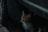 This cat had had enough